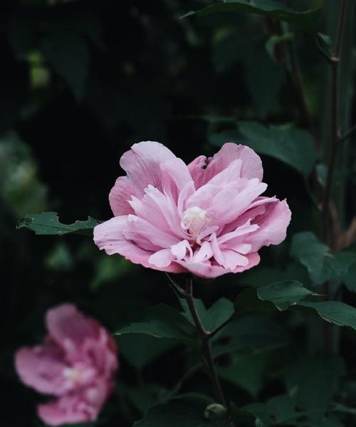 象征丰饶的花有哪些？它们的花语是什么？