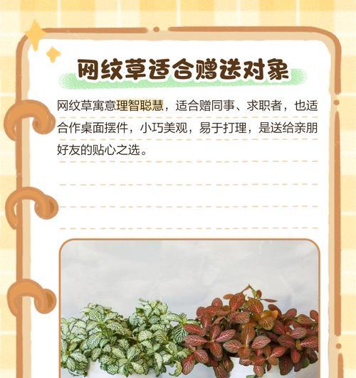 网格花的寓意与象征是什么？如何正确解读网格花的深层含义？