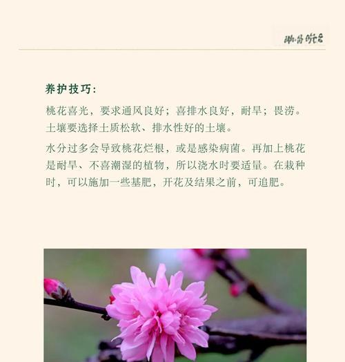 春天的美景和爱情象征什么花？