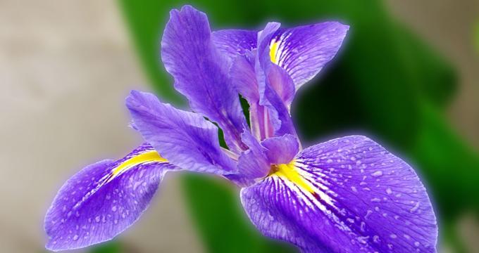 象征自由不受约束的花是什么花？这种花的花语有哪些含义？