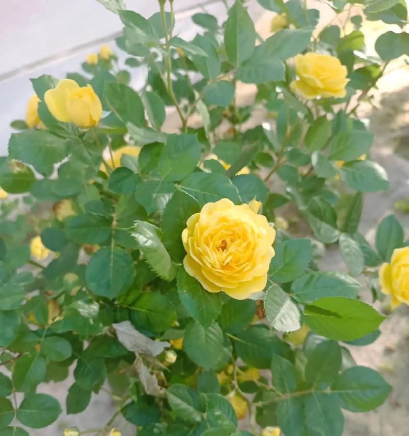 象征自由不受约束的花是什么花？这种花的花语有哪些含义？