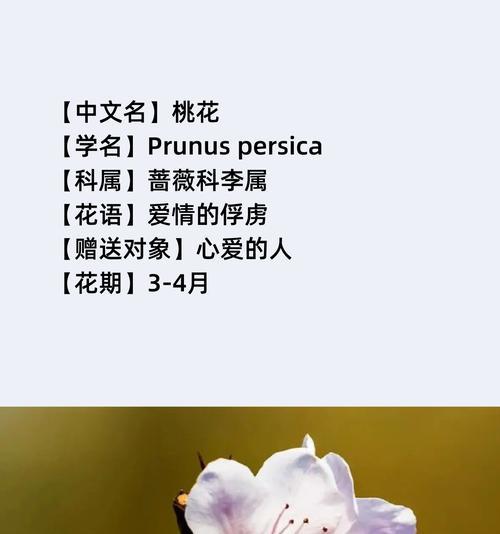 受伤的爱情花语是什么？如何解读受伤爱情的象征意义？