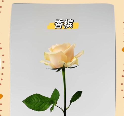 香槟玫瑰代表什么含义？花语背后的爱情寓意是什么？