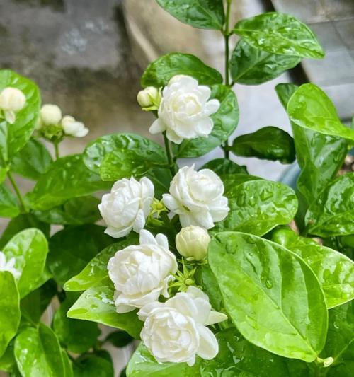 什么花象征陪伴的爱情？寻找代表永恒陪伴的花卉有哪些？