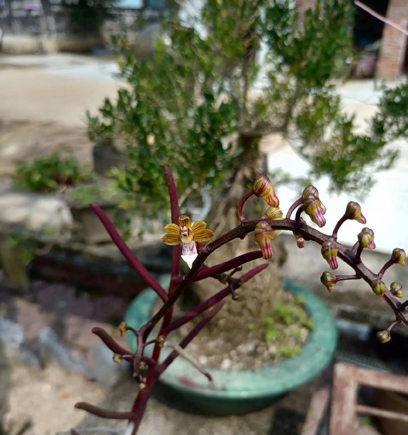 烂掉的花寓意什么？花卉凋谢背后的含义是什么？