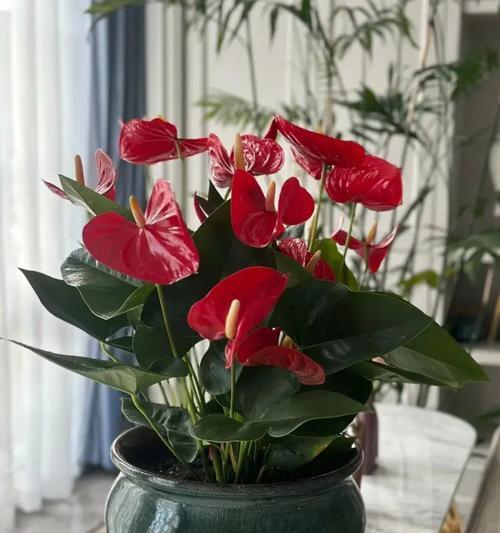 烂掉的花寓意什么？花卉凋谢背后的含义是什么？