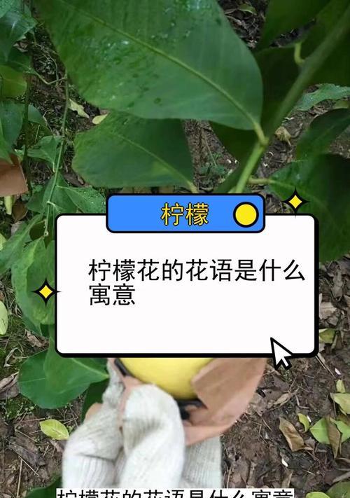 什么花语最隐晦？揭秘那些含蓄的花朵语言