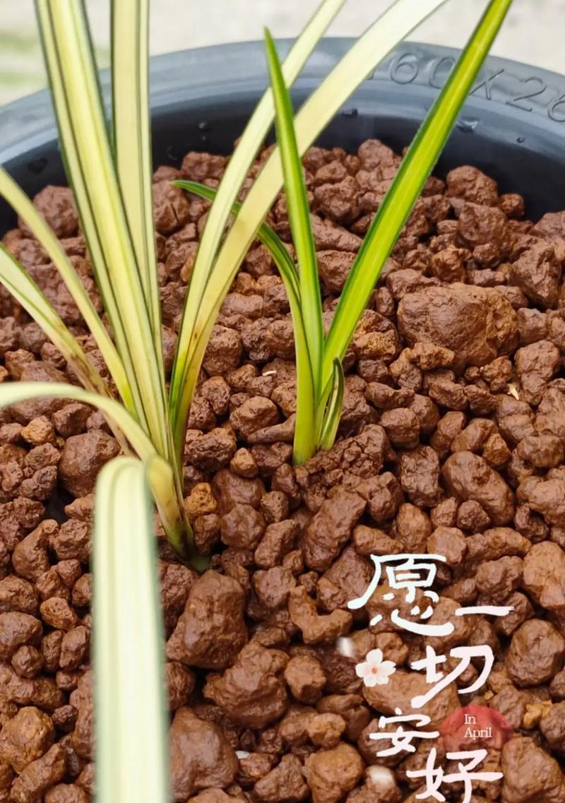 生花熊的含义和象征是什么？如何理解生花熊在文化中的地位？