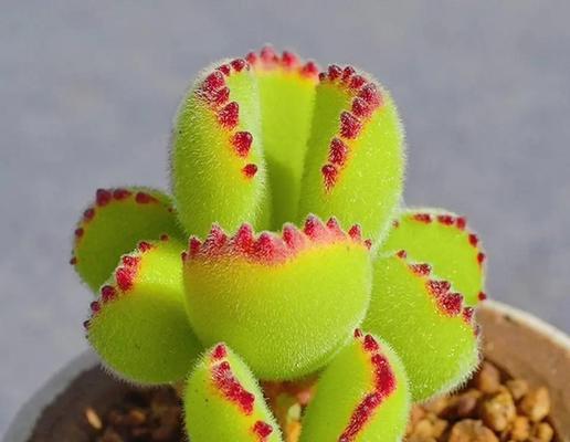 生花熊的含义和象征是什么？如何理解生花熊在文化中的地位？