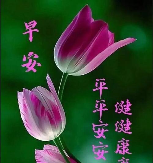 安静祝福花语是什么？如何正确表达祝福？