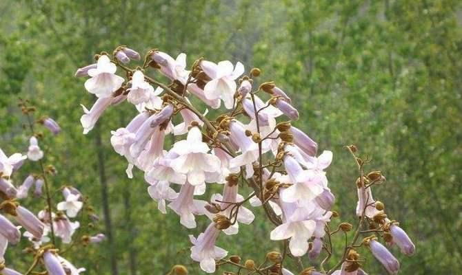 海洋之声花语是什么？如何正确解读海洋之声的花语含义？