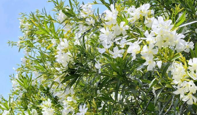 什么花象征刺客？刺客花的含义是什么？