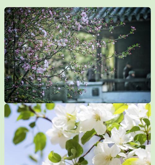 象征低俗的花是什么花呢？如何识别和避免使用？