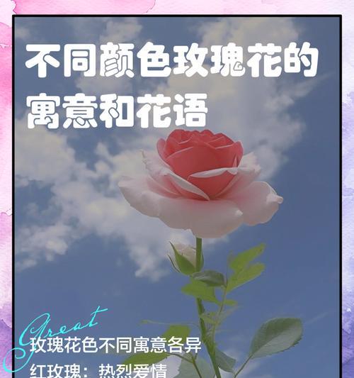 红玫瑰的花语代表什么？如何正确解读红玫瑰的含义？