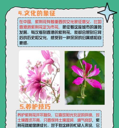 紫阳花象征着什么？它的寓意有哪些常见问题解答？