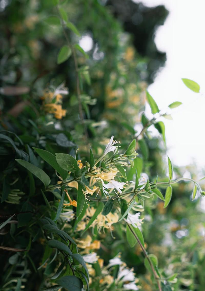 花语的领域展开是什么？花语背后的深层含义是什么？