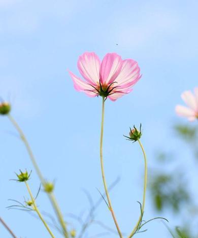 花语的领域展开是什么？花语背后的深层含义是什么？