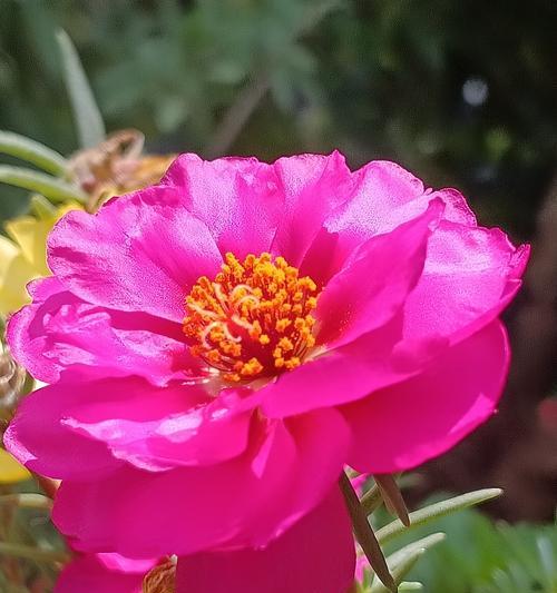 看太阳的花象征什么？它们的寓意有哪些？