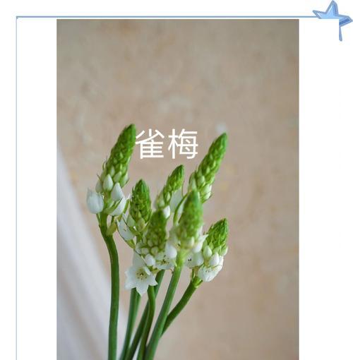 草花代表的含义和象征是什么？如何正确解读花语？