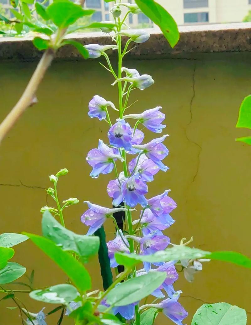 草花代表的含义和象征是什么？如何正确解读花语？