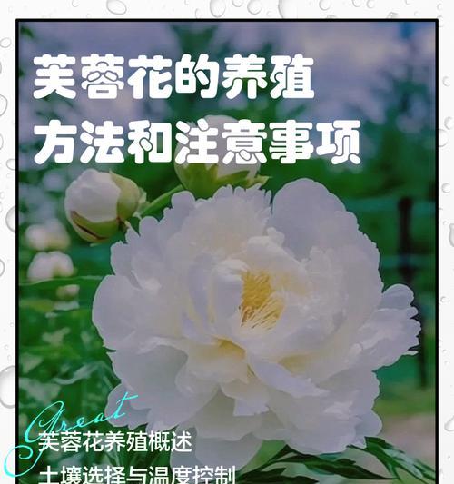 芙蓉花语是什么？芙蓉花代表的含义有哪些？