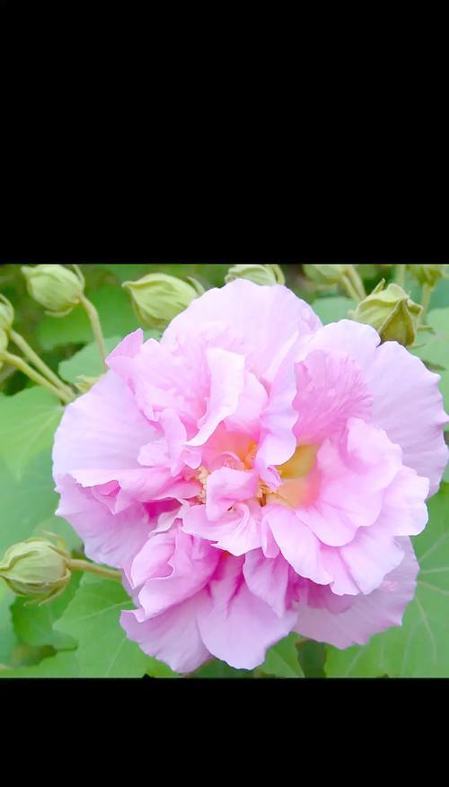 芙蓉花语是什么？芙蓉花代表的含义有哪些？