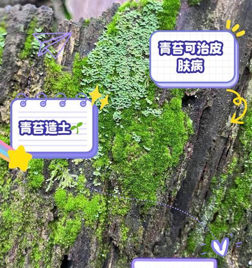 苔花的生长特性有哪些？苔花象征意义是什么？