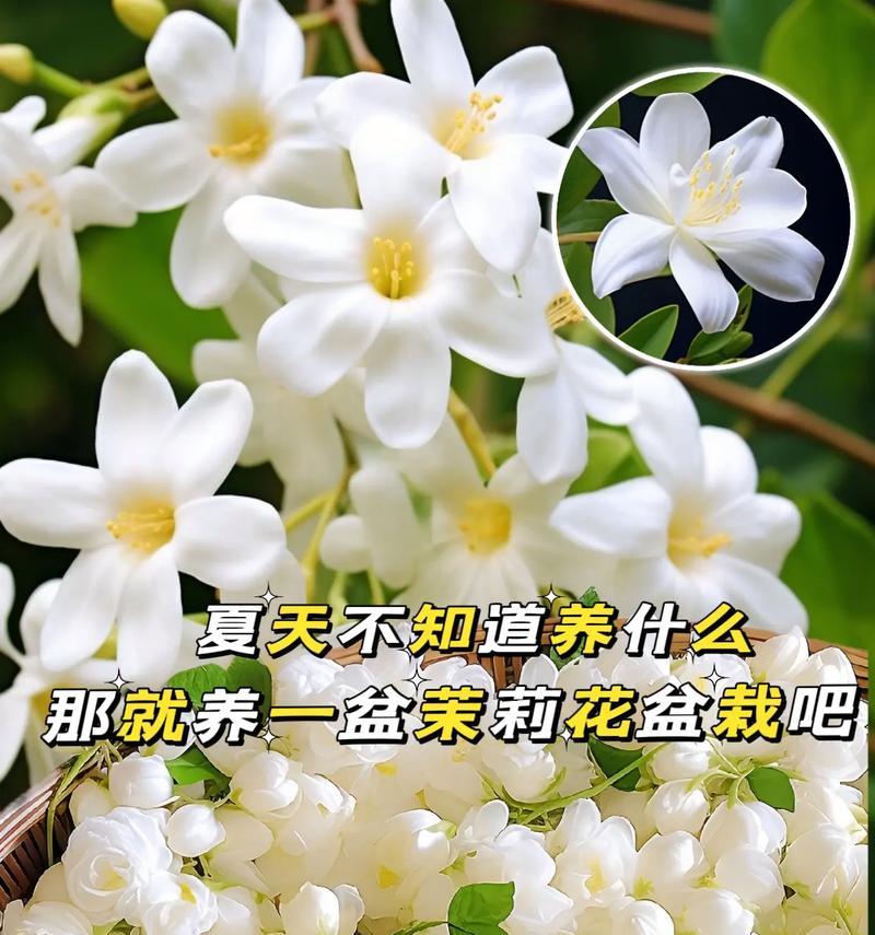 绒茉莉的花语是什么？了解这种美丽花朵的深层含义！