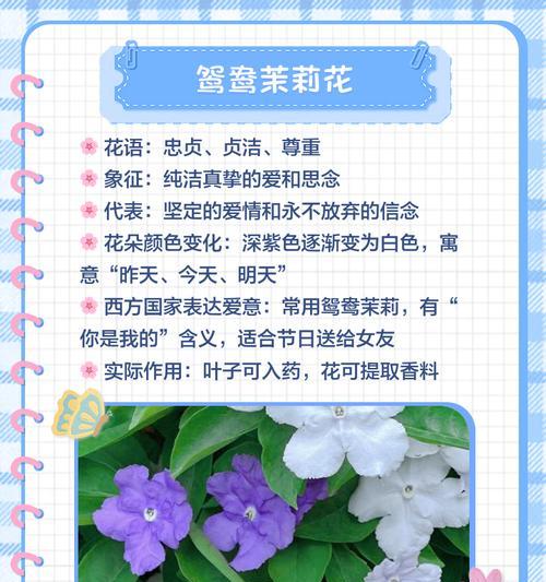 绒茉莉的花语是什么？了解这种美丽花朵的深层含义！