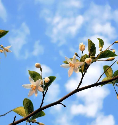 绒茉莉的花语是什么？了解这种美丽花朵的深层含义！