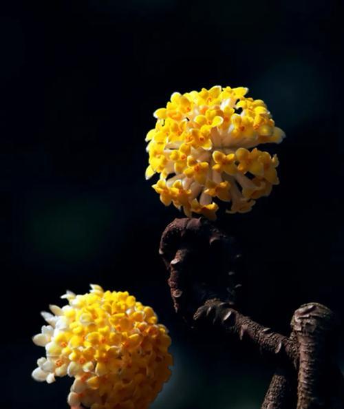 象征爱情唯一的花是什么花？揭秘爱情中独特的花卉象征