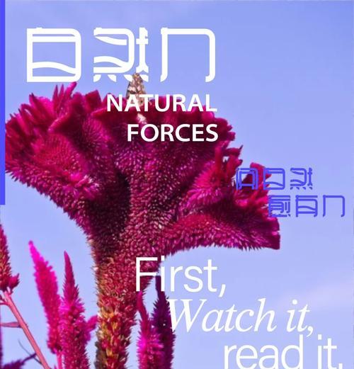 红鸡冠花象征着什么？它的寓意有哪些？