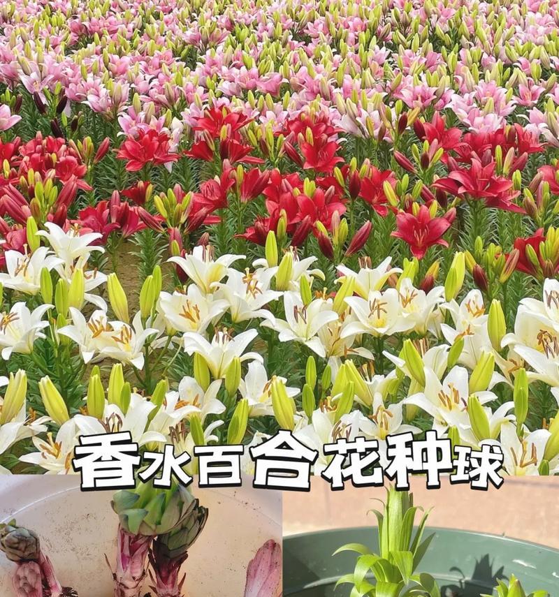 日常见面花语是什么？如何正确选择和赠送花卉？