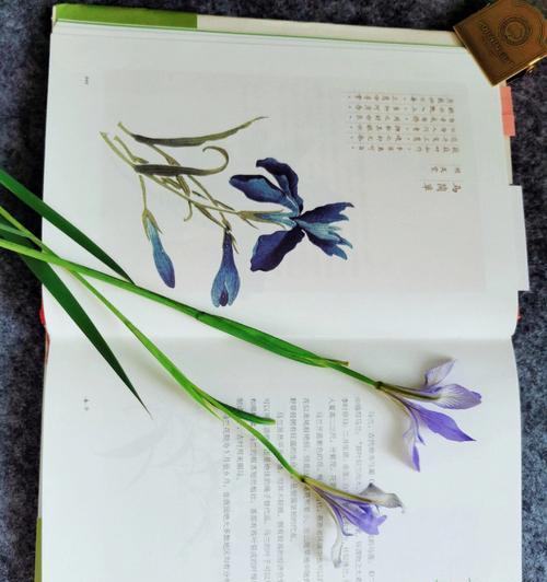 日常见面花语是什么？如何正确选择和赠送花卉？