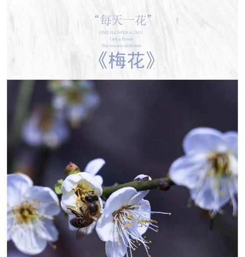 梅花的花语是什么？梅花代表的含义有哪些？