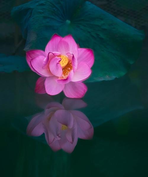 青莲的花语是什么？如何用青莲表达情感？