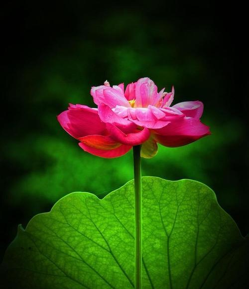 青莲的花语是什么？如何用青莲表达情感？