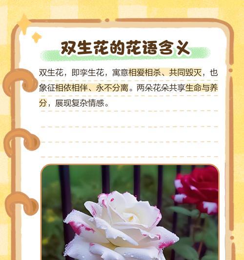 双生花的花语是什么？如何解读双生花的深层含义？