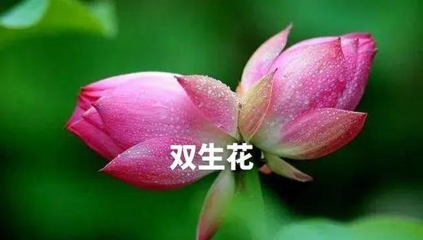 双生花的花语是什么？如何解读双生花的深层含义？