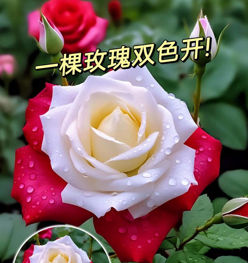 双生花的花语是什么？如何解读双生花的深层含义？