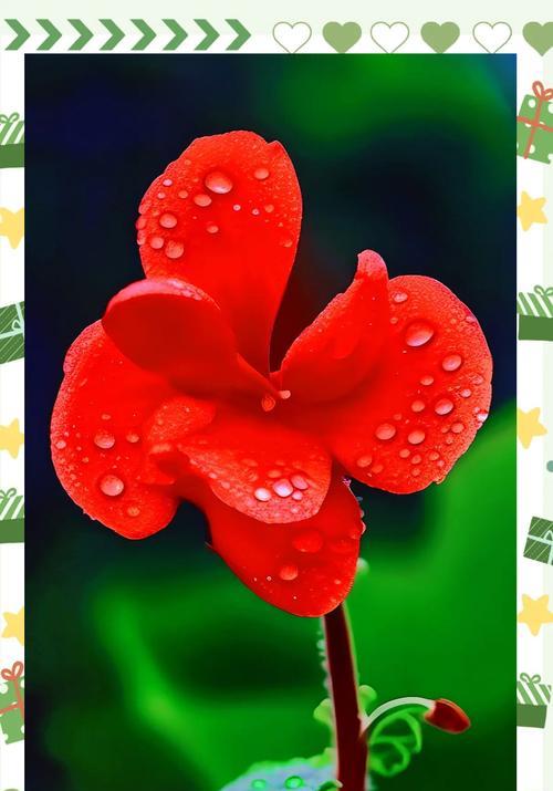 象征姬子的花是什么花？这种花的花语和象征意义是什么？
