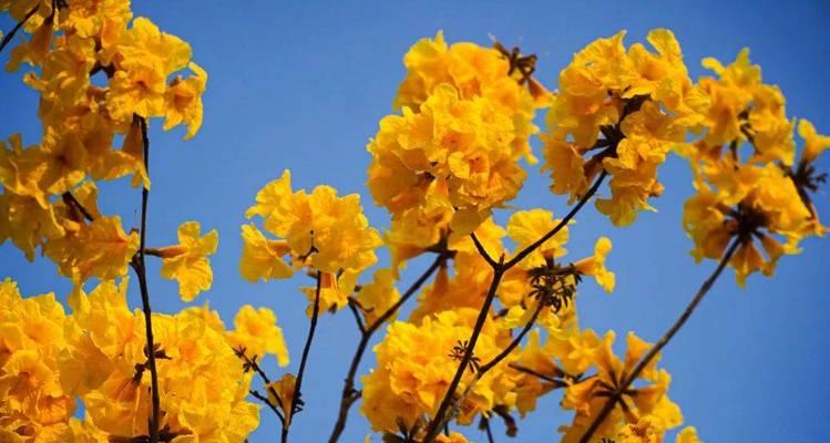 象征希望祈福的花是什么花？如何选择寓意吉祥的花卉？