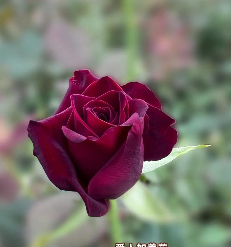 玫瑰芭蕾花语代表什么？如何正确解读玫瑰芭蕾的含义？