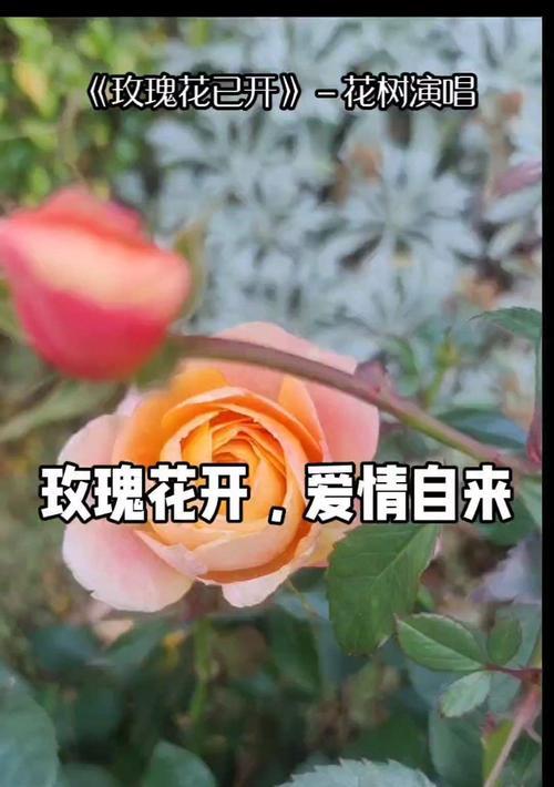玫瑰芭蕾花语代表什么？如何正确解读玫瑰芭蕾的含义？