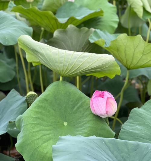 粉荷花代表什么含义？粉荷花的花语有哪些？