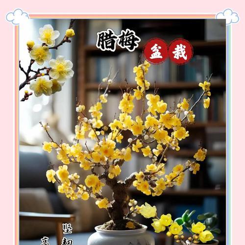 腊梅的花语是什么？了解腊梅的象征意义和文化内涵？