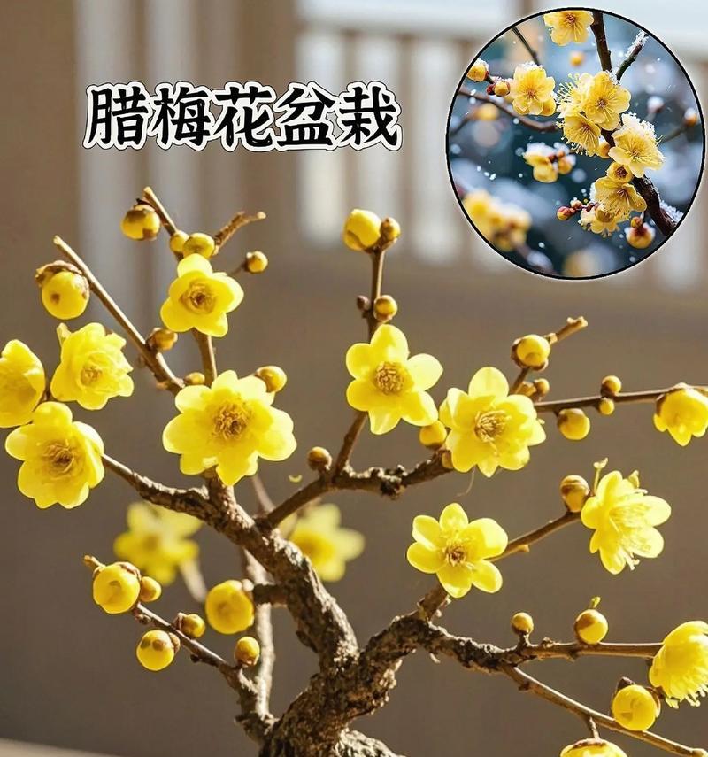 腊梅的花语是什么？了解腊梅的象征意义和文化内涵？