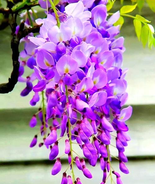 寓意神秘的紫色花是什么花？紫色花的花语有哪些？