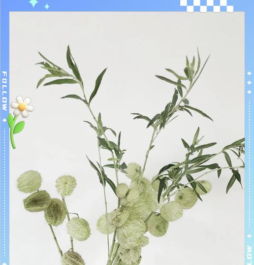 棉花花语是什么？了解棉花的象征意义和用途？
