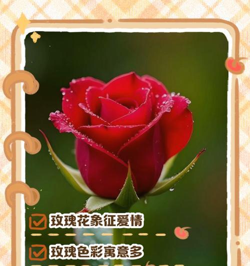 广场送玫瑰花的寓意是什么？送花背后的含义有哪些？